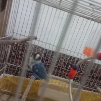 جفت کوتوله مولد ویولت ماسک