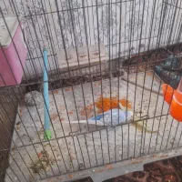 یک جفت مرغ عشق نژاد دار همراه با ۷تخم عروس هلندی