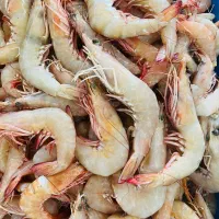 پخش ماهی دریایی و پرورشی درجه یک