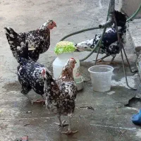 مرغ گلین باکیفیت قیمت مناسب|حیوانات مزرعه|رامیان, |دیوار