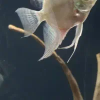 اکواریوم حرفه ای و ماهی نژاد دار|ماهی|کرمانشاه, |دیوار