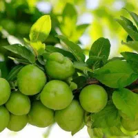 پیش فروش نهال گوجه سبز نخجوان