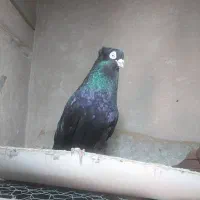 کفتر صرب نر