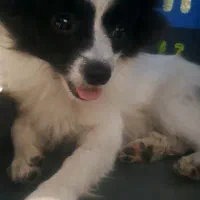 سگ واگذاری|سگ|اسلامشهر, شهرک امام حسین (میان آباد)|دیوار