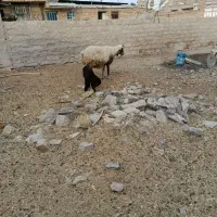 میش با بره نر