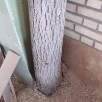 تنه گردو خشک