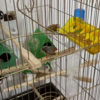 فنچ|پرنده|میانه, |دیوار