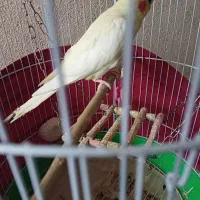 طوطی عروس ماده