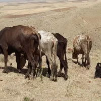 ۲۰ عدد گوساله ب همراه ۱۷عدد بچه گوساله|حیوانات مزرعه|میاندوآب, |دیوار