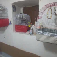 عروس هلندی و برزیلی|پرنده|خلخال, |دیوار