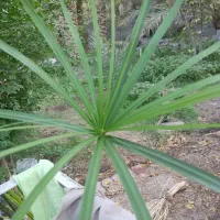 حراج نخل مرداب و کاغذی|گل و گیاه طبیعی|بم, |دیوار