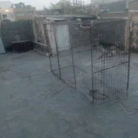قفس پرنده ومرغ|لوازم جانبی حیوانات|مشهد, منزل آباد|دیوار