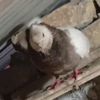 روستای قرچشمه