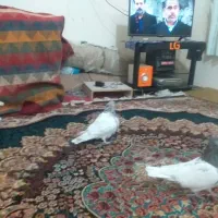 جفت کبوتر کله الماسی|پرنده|سمیرم, |دیوار