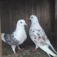 فروش چند جفت کبوتر پرشی