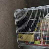 قفس با همه لوازم