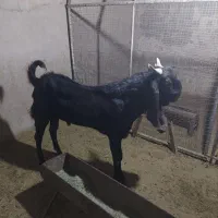 فروش یک پازن پاکستانی با یه بز پاکستانی و سه کره