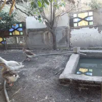 غاز|حیوانات مزرعه|ساری, |دیوار