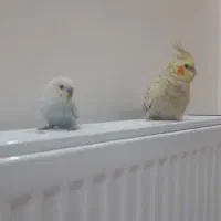 عروس هلندی کاملادستی|پرنده|برخوار, |دیوار