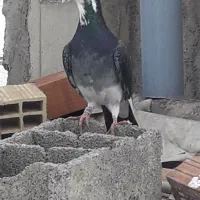 ابلغ|پرنده|نگین شهر, |دیوار