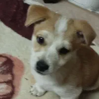 توله اشپیز|سگ|مشهد, رده|دیوار