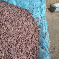 کشمش آفتابی اصل بوانات|خوردنی و آشامیدنی|شیراز, کوشک میدان|دیوار