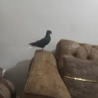 کفتر دم سفید