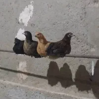 خروس و مرغ محلی به همراه جوجه|حیوانات مزرعه|الیگودرز, |دیوار