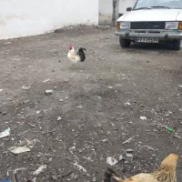 مرغ خروس مینیاتوری