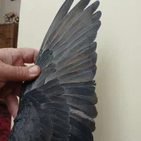 کفتر دم سفید پرشی (گرفتنی بلندی)|پرنده|تهران, جیحون|دیوار