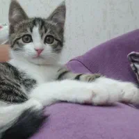 بچه گربه دوماهه بازیگوش و شیطون