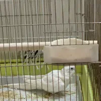 عروس هلندی آلبینو گرون ترین رنگ