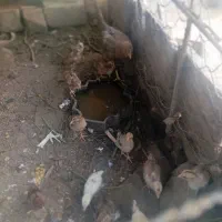 جوجه محلی