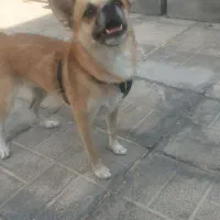 سگ گم شدع|سگ|کهنوج, |دیوار