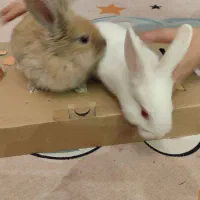 خرگوش لوپ نر و ماده