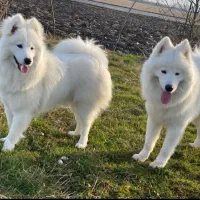 مربی سگ های خانواده،نگهبان،همراه وبادیگارد