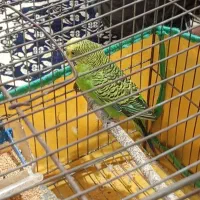 مرغ عشق|پرنده|اردبیل, |دیوار