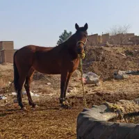 اسب مادیان دره شور ذات دار