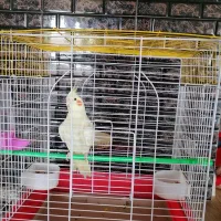عروس هلندی