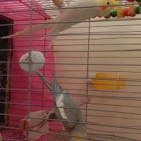 یک جفت عروس هلندی با قفس و تمام لوازم|پرنده|خرمدره, |دیوار