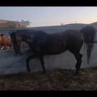 اسب کورد آذر|اسب و تجهیزات اسبسواری|میاندوآب, |دیوار