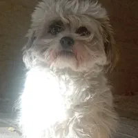 سگ شیتزو تریر|سگ|مشهد, وکیل‌آباد|دیوار