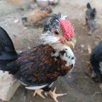جوجه گلین ۸۰ روزه