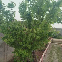 فروش فوری  فوری باغچه در گلزار|فروش خانه و ویلا|پاکدشت, پاکدشت (مامازند)|دیوار