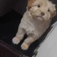 توله سگ پا کوتاه|سگ|زنجان, |دیوار