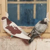 چهار عددکفترپرشی عالی|پرنده|مشهد, نوده|دیوار