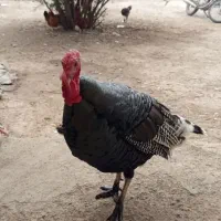 بوقلمون نر نژاد انگلیس|حیوانات مزرعه|اصلاندوز, |دیوار