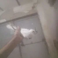 کبوتر پرشی م ع ا و ض ه|پرنده|باوی, |دیوار