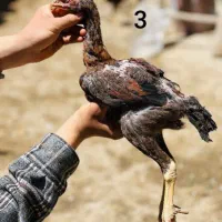 ۳ عدد جوجه خروس لاری