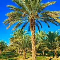 باغ پالم درخت نخل زیبا برای ویلا|خدمات باغبانی و درختکاری|زاهدان, |دیوار